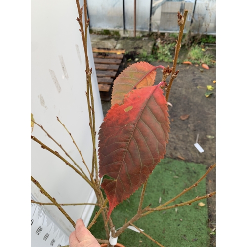 127 - ONE JAPANESE FLOWERING CHERRY 'LITTLE MISS PERFECTION' IN A 11.5 LTR POT. A DWARF VERSION OF 'PINK P... 