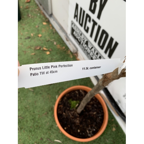 127 - ONE JAPANESE FLOWERING CHERRY 'LITTLE MISS PERFECTION' IN A 11.5 LTR POT. A DWARF VERSION OF 'PINK P... 