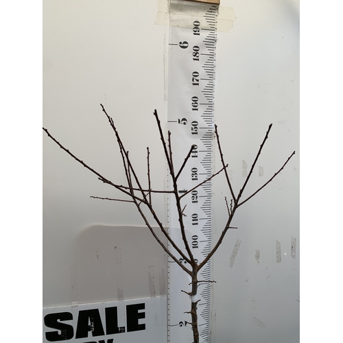 130 - ONE GREENGAGE TREE 'OLD GREENGAGE' APPROX 170CM IN HEIGHT IN A 12 LTR POT. SELECTED BY RHS FOR ITS E... 