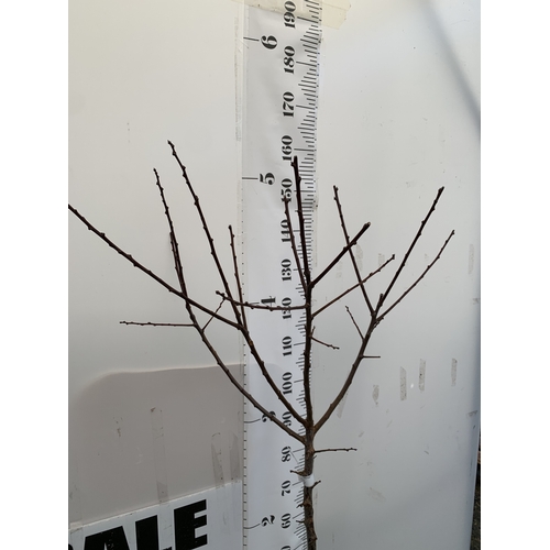 130 - ONE GREENGAGE TREE 'OLD GREENGAGE' APPROX 170CM IN HEIGHT IN A 12 LTR POT. SELECTED BY RHS FOR ITS E... 