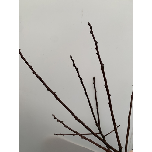 130 - ONE GREENGAGE TREE 'OLD GREENGAGE' APPROX 170CM IN HEIGHT IN A 12 LTR POT. SELECTED BY RHS FOR ITS E... 