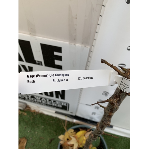 130 - ONE GREENGAGE TREE 'OLD GREENGAGE' APPROX 170CM IN HEIGHT IN A 12 LTR POT. SELECTED BY RHS FOR ITS E... 