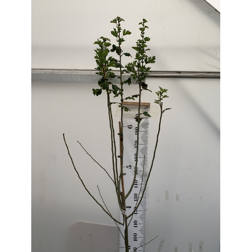 133 - ONE CRATAEGUS MEDIA HAWTHORN 'PUNICEA FLORE PLENO' IN A 12 LTR POT. OVER 2.7 METRES TALL, THIS HAWTH... 