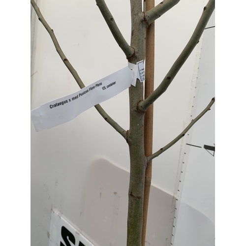 133 - ONE CRATAEGUS MEDIA HAWTHORN 'PUNICEA FLORE PLENO' IN A 12 LTR POT. OVER 2.7 METRES TALL, THIS HAWTH... 