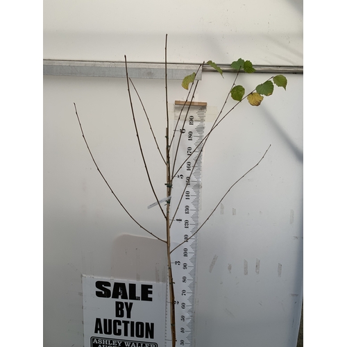 135 - ONE BIRCH BETULA UTILIS 'MOONBEAM' IN A 12 LTR POT. THIS BIRCH IS APPROX 2.3 METRES TALL. SMALLER FI... 