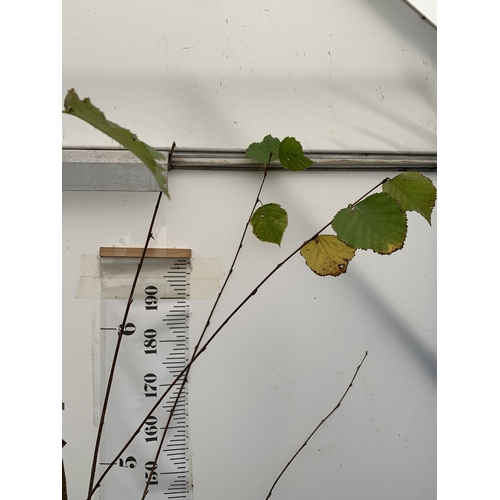 135 - ONE BIRCH BETULA UTILIS 'MOONBEAM' IN A 12 LTR POT. THIS BIRCH IS APPROX 2.3 METRES TALL. SMALLER FI... 