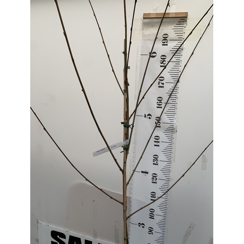 135 - ONE BIRCH BETULA UTILIS 'MOONBEAM' IN A 12 LTR POT. THIS BIRCH IS APPROX 2.3 METRES TALL. SMALLER FI... 