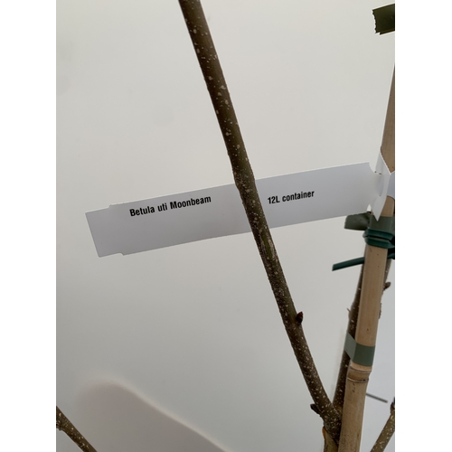 135 - ONE BIRCH BETULA UTILIS 'MOONBEAM' IN A 12 LTR POT. THIS BIRCH IS APPROX 2.3 METRES TALL. SMALLER FI... 