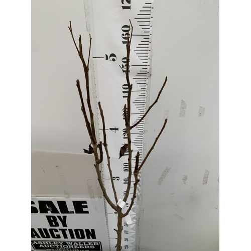 64 - ONE PEAR PYRUS FRUIT 'CONCORDE' 160CM TALL IN A 12 LTR POT. PRODUCES SWEET JUICY FRUIT AND IS A GOOD... 