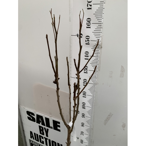 64 - ONE PEAR PYRUS FRUIT 'CONCORDE' 160CM TALL IN A 12 LTR POT. PRODUCES SWEET JUICY FRUIT AND IS A GOOD... 