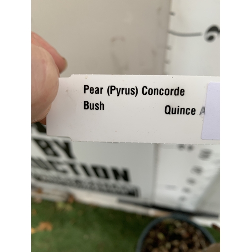 64 - ONE PEAR PYRUS FRUIT 'CONCORDE' 160CM TALL IN A 12 LTR POT. PRODUCES SWEET JUICY FRUIT AND IS A GOOD... 