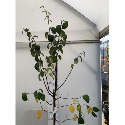 65 - ONE MEECH'S PROLIFIC QUINCE IN A 12 LTR POT. APPROX 2.9M TALL, THIS QUINCE HAS LARGE PINK FLOWERS WI... 
