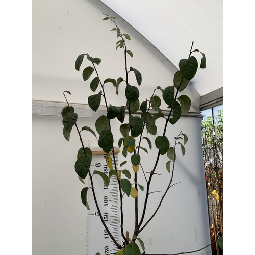 65 - ONE MEECH'S PROLIFIC QUINCE IN A 12 LTR POT. APPROX 2.9M TALL, THIS QUINCE HAS LARGE PINK FLOWERS WI... 