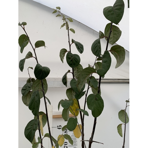 65 - ONE MEECH'S PROLIFIC QUINCE IN A 12 LTR POT. APPROX 2.9M TALL, THIS QUINCE HAS LARGE PINK FLOWERS WI... 