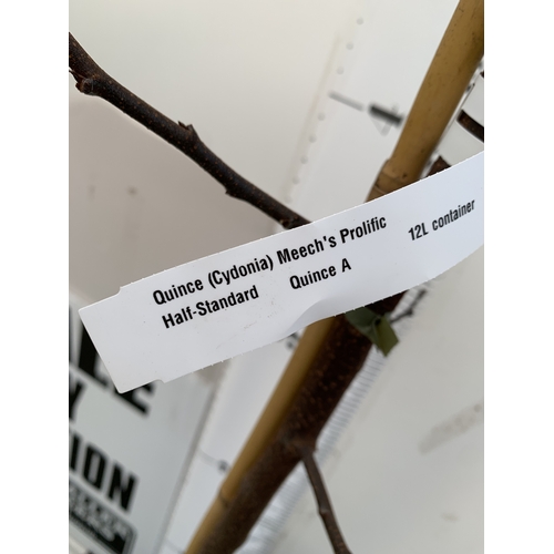 65 - ONE MEECH'S PROLIFIC QUINCE IN A 12 LTR POT. APPROX 2.9M TALL, THIS QUINCE HAS LARGE PINK FLOWERS WI... 