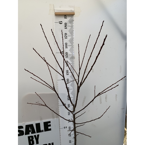 66 - ONE PLUM PRUNUS FRUIT TREE 'OPAL'. APPROX 190CM IN HEIGHT A 12 LTR POT. ONE OF THE MOST RELIABLE GAR... 