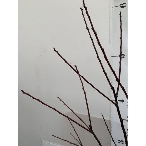 66 - ONE PLUM PRUNUS FRUIT TREE 'OPAL'. APPROX 190CM IN HEIGHT A 12 LTR POT. ONE OF THE MOST RELIABLE GAR... 