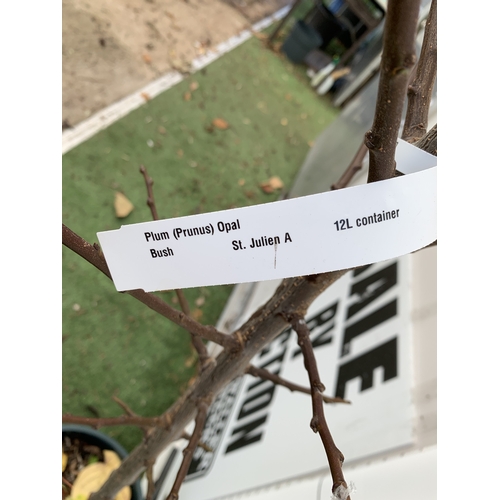 66 - ONE PLUM PRUNUS FRUIT TREE 'OPAL'. APPROX 190CM IN HEIGHT A 12 LTR POT. ONE OF THE MOST RELIABLE GAR... 