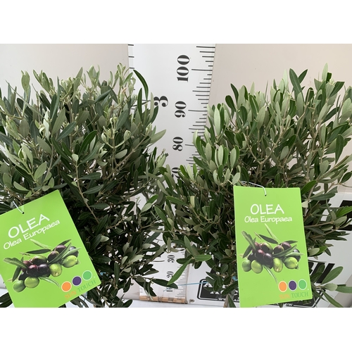 77 - TWO OLIVE OLEA STANDARD TREES IN 3.5 LT POTS. APPROX 110CM TALL, TO BE SOLD FOR THE TWO. NO VAT