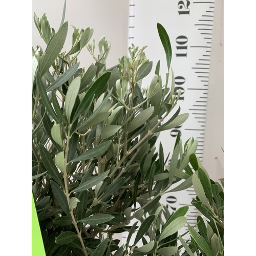 77 - TWO OLIVE OLEA STANDARD TREES IN 3.5 LT POTS. APPROX 110CM TALL, TO BE SOLD FOR THE TWO. NO VAT