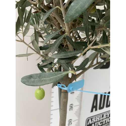 77 - TWO OLIVE OLEA STANDARD TREES IN 3.5 LT POTS. APPROX 110CM TALL, TO BE SOLD FOR THE TWO. NO VAT