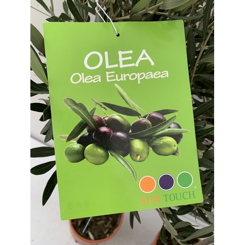 77 - TWO OLIVE OLEA STANDARD TREES IN 3.5 LT POTS. APPROX 110CM TALL, TO BE SOLD FOR THE TWO. NO VAT
