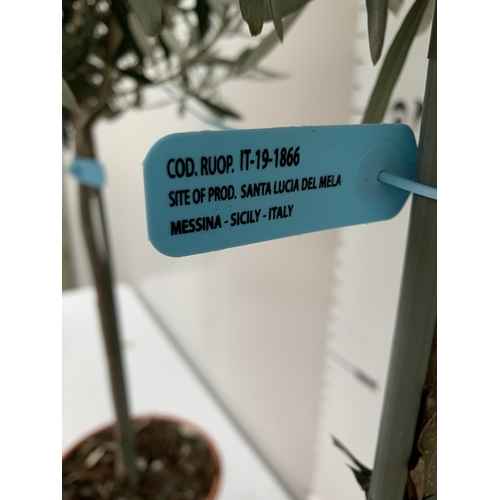 77 - TWO OLIVE OLEA STANDARD TREES IN 3.5 LT POTS. APPROX 110CM TALL, TO BE SOLD FOR THE TWO. NO VAT