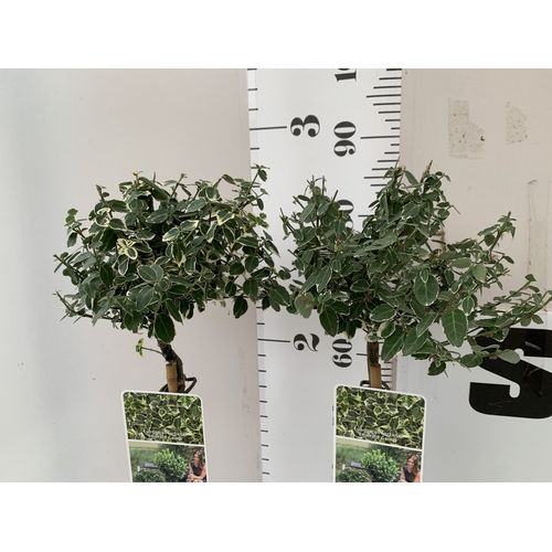 97 - TWO EUONYMUS FORTUNEI 'HARLEQUIN' STANDARD TREES IN 3 LTR POTS. APPROX 90CM TALL TO BE SOLD FOR THE ... 