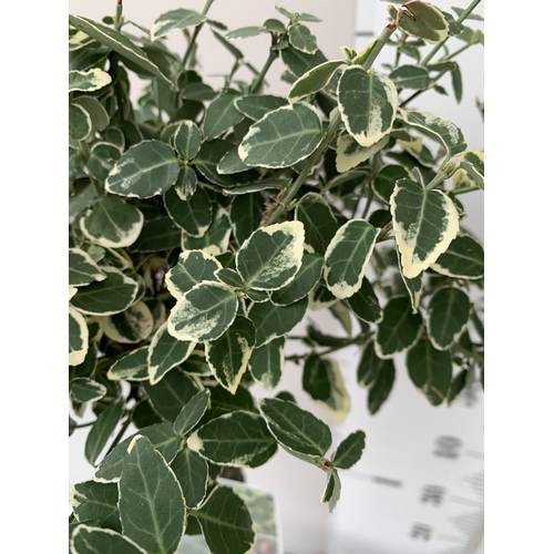 97 - TWO EUONYMUS FORTUNEI 'HARLEQUIN' STANDARD TREES IN 3 LTR POTS. APPROX 90CM TALL TO BE SOLD FOR THE ... 