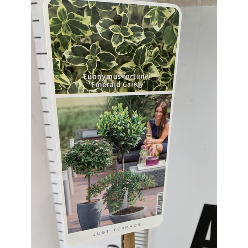 97 - TWO EUONYMUS FORTUNEI 'HARLEQUIN' STANDARD TREES IN 3 LTR POTS. APPROX 90CM TALL TO BE SOLD FOR THE ... 