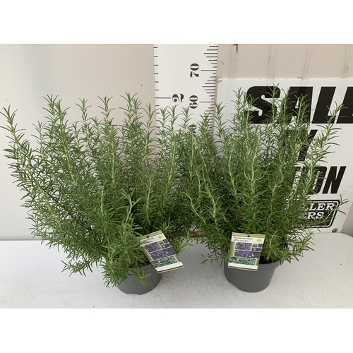 98 - TWO LARGE ROSEMARY OFFICINALIS, FRAGRANT EVERGREENS. IN 5 LTR POTS, APPROX 70CM TALL, TO BE SOLD FOR... 