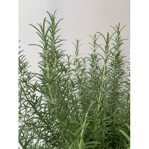 98 - TWO LARGE ROSEMARY OFFICINALIS, FRAGRANT EVERGREENS. IN 5 LTR POTS, APPROX 70CM TALL, TO BE SOLD FOR... 