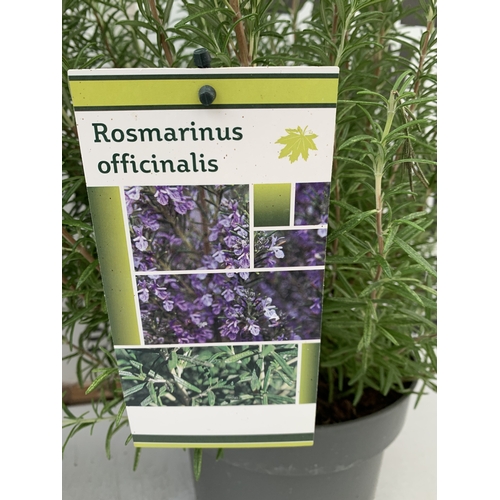 98 - TWO LARGE ROSEMARY OFFICINALIS, FRAGRANT EVERGREENS. IN 5 LTR POTS, APPROX 70CM TALL, TO BE SOLD FOR... 