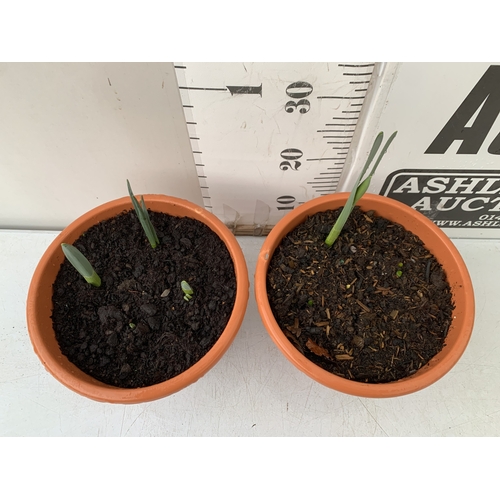 4 - TWO PLANTERS CONTAINING MIXED SPRING BULBS TO INCLUDE DAFFODILS, TULIPS AND CROCUS ETC. PLANTERS MEA... 