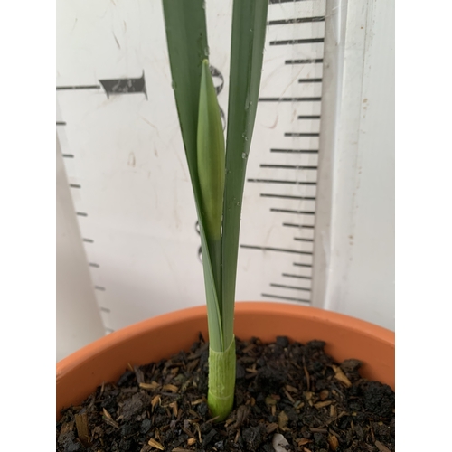 4 - TWO PLANTERS CONTAINING MIXED SPRING BULBS TO INCLUDE DAFFODILS, TULIPS AND CROCUS ETC. PLANTERS MEA... 