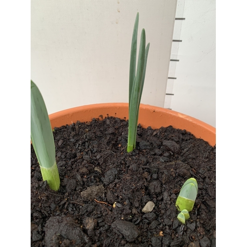 4 - TWO PLANTERS CONTAINING MIXED SPRING BULBS TO INCLUDE DAFFODILS, TULIPS AND CROCUS ETC. PLANTERS MEA... 