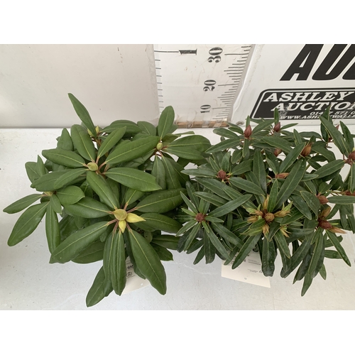 2 - TWO RHODODENDRONS HYBRID ONE PURPLE 'MARCEL MENARD' AND ONE PINK 'GRAZIELLA' IN 2 LTR POTS. APPROX 4... 