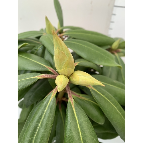 2 - TWO RHODODENDRONS HYBRID ONE PURPLE 'MARCEL MENARD' AND ONE PINK 'GRAZIELLA' IN 2 LTR POTS. APPROX 4... 
