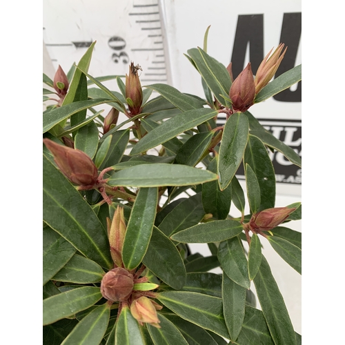 2 - TWO RHODODENDRONS HYBRID ONE PURPLE 'MARCEL MENARD' AND ONE PINK 'GRAZIELLA' IN 2 LTR POTS. APPROX 4... 