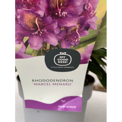 2 - TWO RHODODENDRONS HYBRID ONE PURPLE 'MARCEL MENARD' AND ONE PINK 'GRAZIELLA' IN 2 LTR POTS. APPROX 4... 