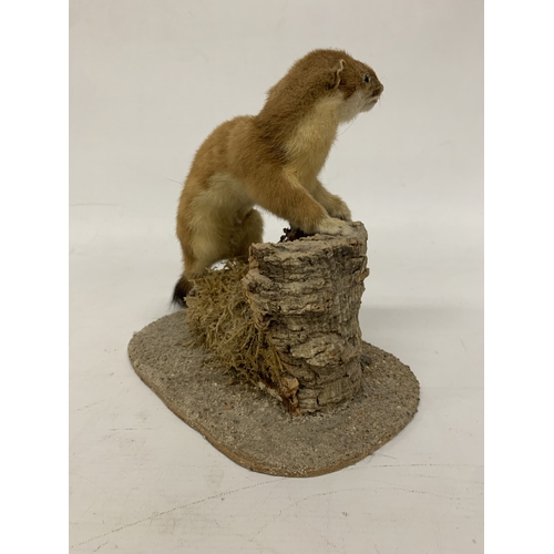 18 - A TAXIDERMY STOAT ON A NATURALISTIC BASE