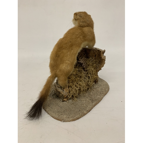 18 - A TAXIDERMY STOAT ON A NATURALISTIC BASE
