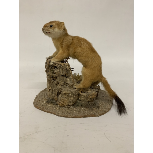 18 - A TAXIDERMY STOAT ON A NATURALISTIC BASE