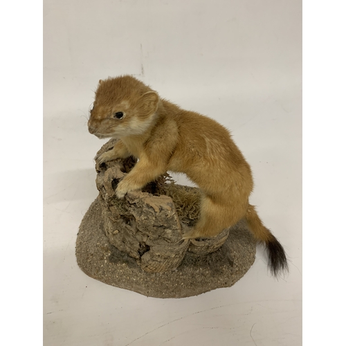 18 - A TAXIDERMY STOAT ON A NATURALISTIC BASE