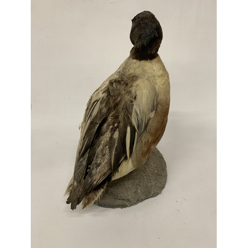 36 - A TAXIDERMY NORTHERN SHOVELER DUCK