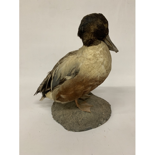 36 - A TAXIDERMY NORTHERN SHOVELER DUCK