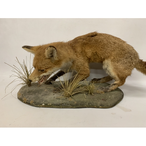 53 - A TAXIDERMY FOX ON A NATURALISTIC BASE