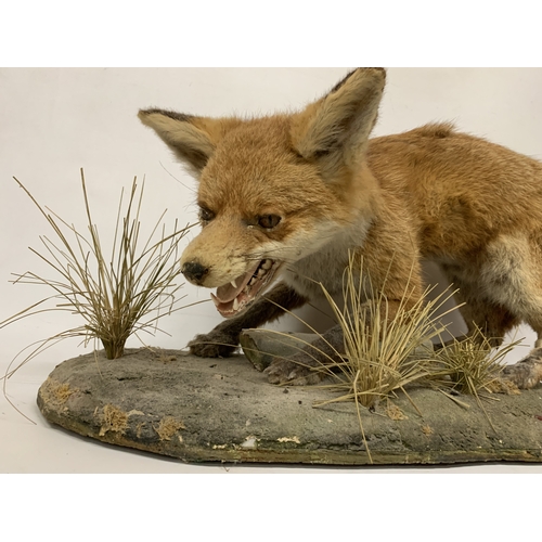 53 - A TAXIDERMY FOX ON A NATURALISTIC BASE