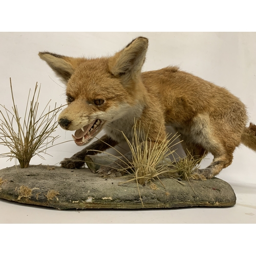 53 - A TAXIDERMY FOX ON A NATURALISTIC BASE