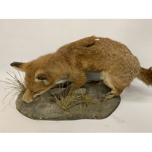 53 - A TAXIDERMY FOX ON A NATURALISTIC BASE